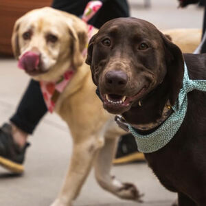 Fundraising Page: Lauren Dieball